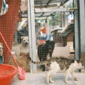 Els riscos dels animals de companyia durant l'estiu
