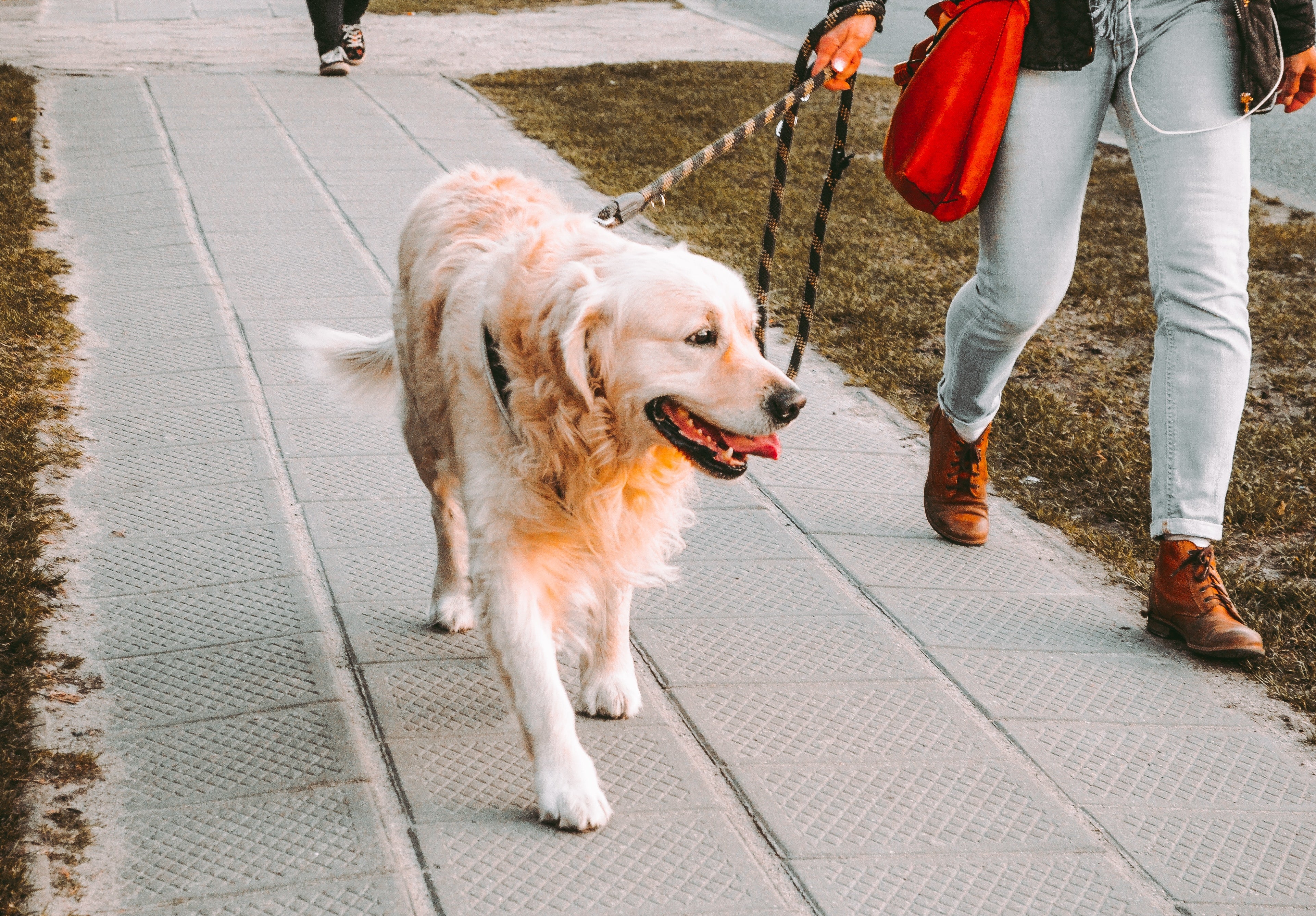 El truco de los cinco segundos para saber si se puede pasear a las mascotas durante la ola de calor El truco de los cinco segundos para saber si se puede pasear a las mascotas durante la ola de calor