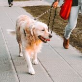 Una persona paseando a un perro