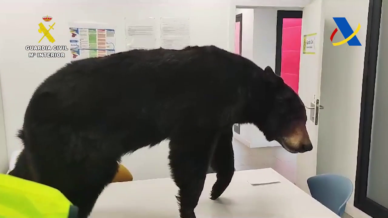 Intervienen un oso disecado en el puerto de Bilbao Intervienen un oso disecado en el puerto de Bilbao