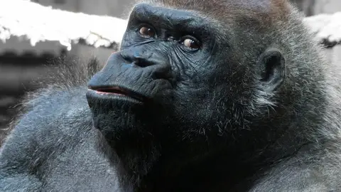 Gorila Nadia - primer gorila en Cabárceno en 2007 Gorila Nadia - primer gorila en Cabárceno en 2007