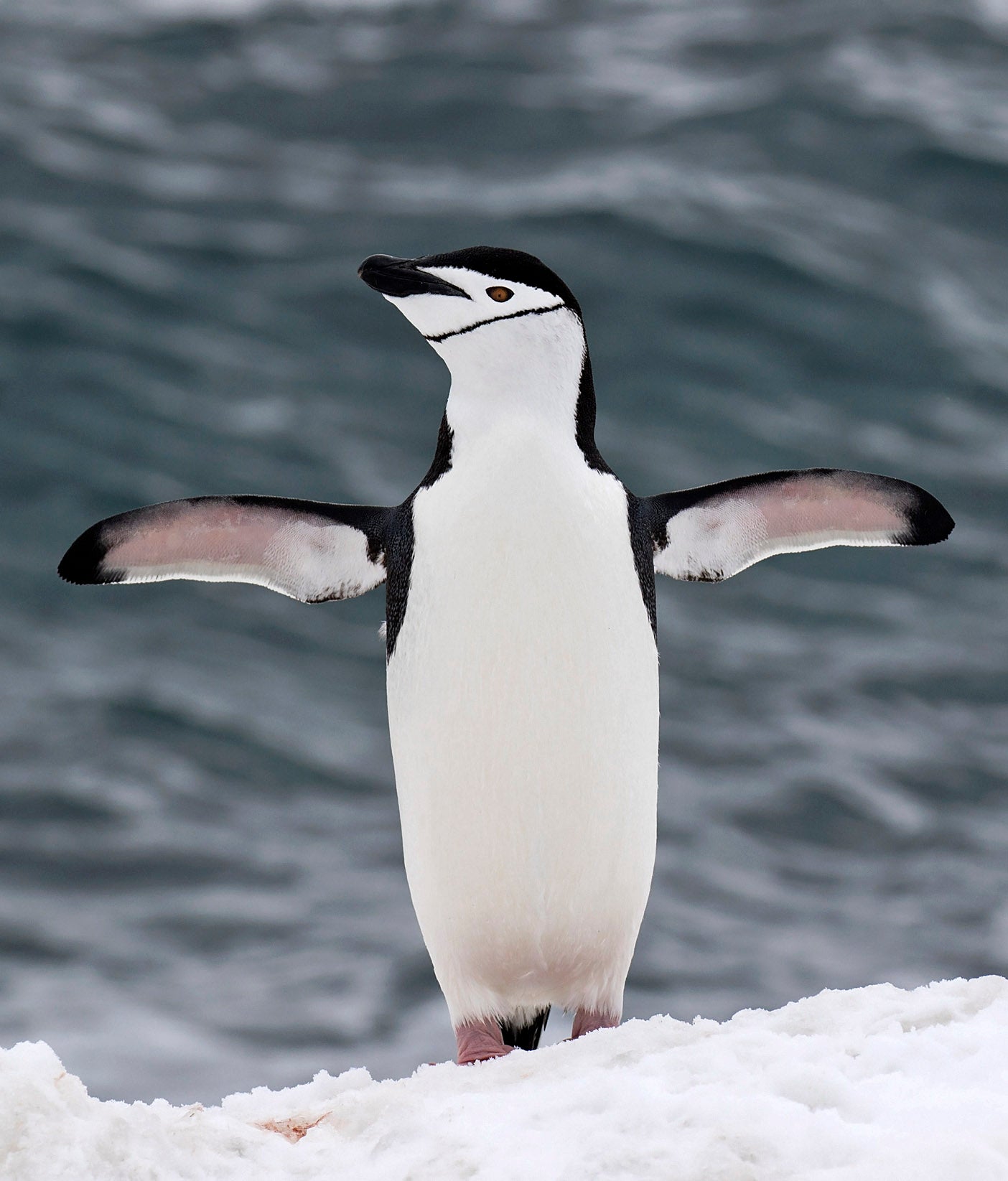 Daniel López: "Pingüinos desde la Antártida hasta las Islas Galápagos" Daniel López: "Pingüinos desde la Antártida hasta las Islas Galápagos"