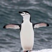 Pingüino barbijo en la Antártida