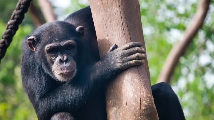Imagen de archivo de un chimpancé Imagen de archivo de un chimpancé
