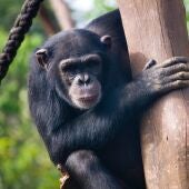 Imagen de archivo de un chimpancé
