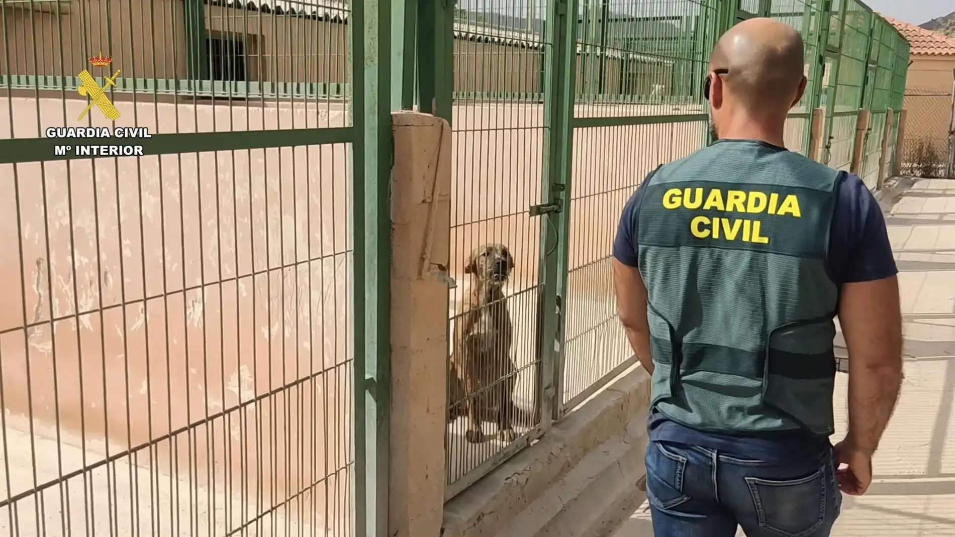 Operación Dogs Rescue.