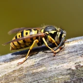 Cómo ahuyentar a las abejas y avispas en verano Cómo ahuyentar a las abejas y avispas en verano