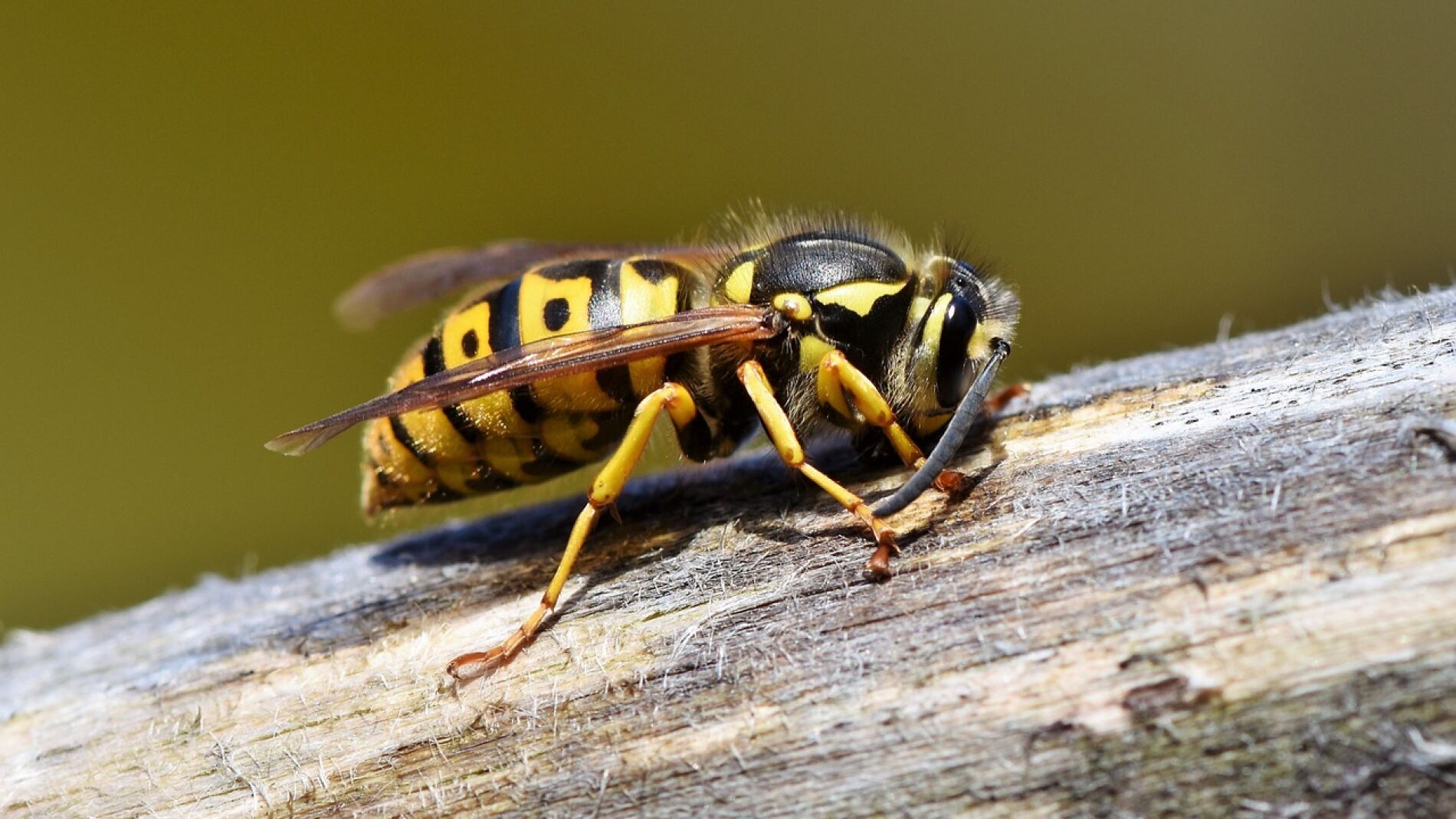 Cómo Ahuyentar A Las Abejas Y Avispas En Verano | Onda Cero Radio