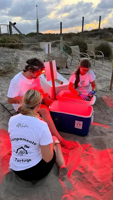 Los expertos de la ONG Xaloc, encargados del programa de conservación de las crías de tortuga, realizan una labor fundamental para la preservación de esta especie Los expertos de la ONG Xaloc, encargados del programa de conservación de las crías de tortuga, realizan una labor fundamental para la preservación de esta especie