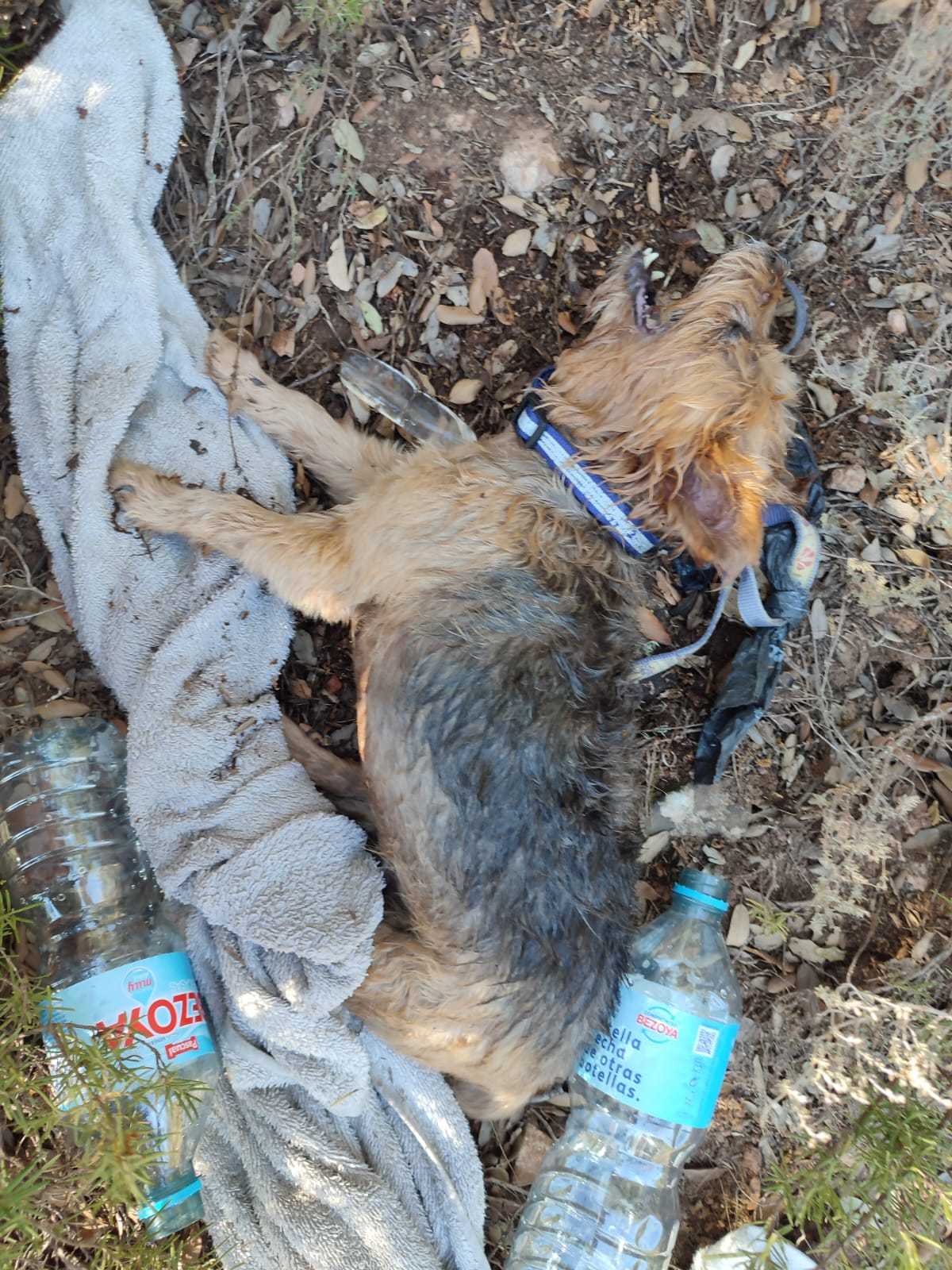 Rescatan a dos perros en las Lagunas de Ruidera que tenían riesgo de sufrir un golpe de calor Rescatan a dos perros en las Lagunas de Ruidera que tenían riesgo de sufrir un golpe de calor