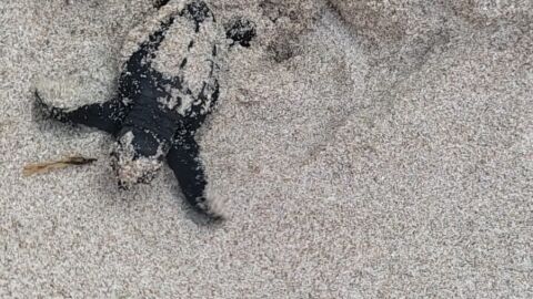 Tres nuevas tortugas boba, del nido encontrado en Elche, han nacido en Valencia