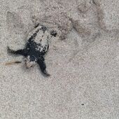 Tres nuevas tortugas boba, del nido encontrado en Elche, han nacido en Valencia