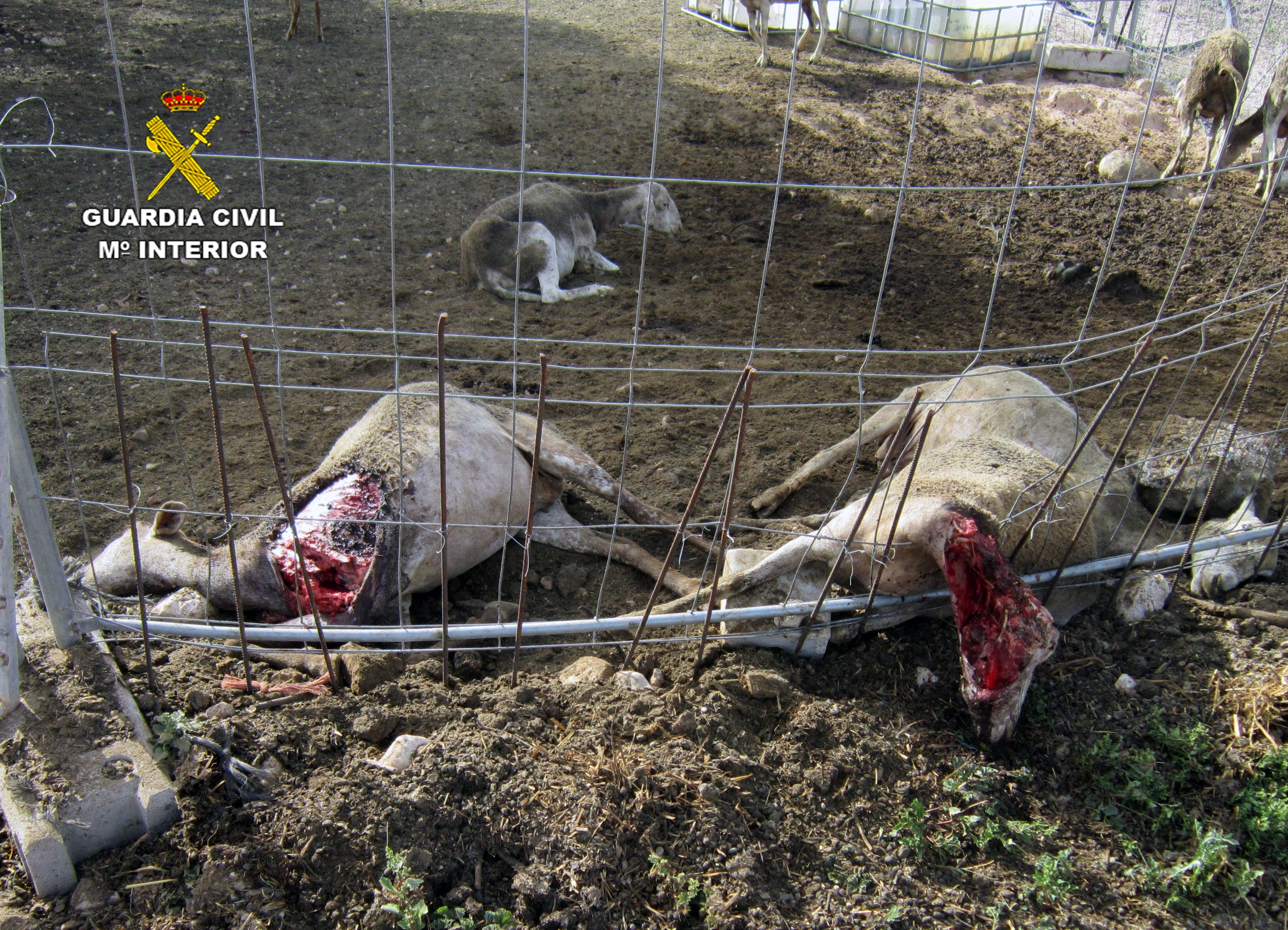 Investigan a los dueños de varios perros que provocaron la muerte de una veintena de ovejas Investigan a los dueños de varios perros que provocaron la muerte de una veintena de ovejas