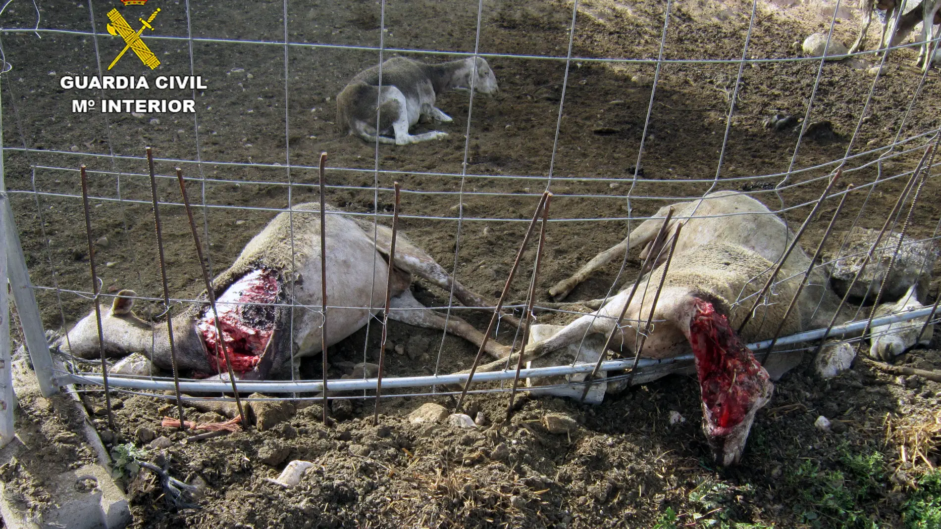 Investigan a los dueños de varios perros que provocaron la muerte de una veintena de ovejas