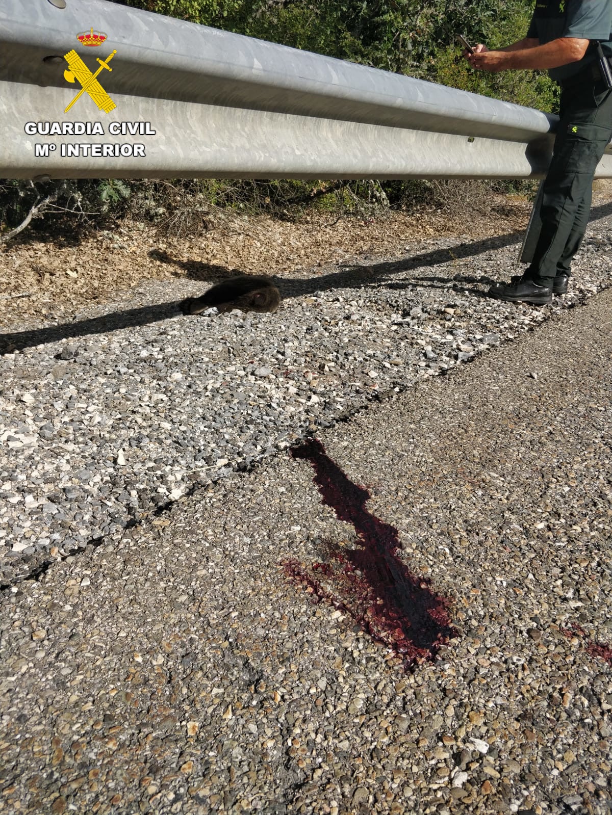 La Guardia Civil investiga muerte de una cría de oso pardo atropellada en carretera CL-626 La Guardia Civil investiga muerte de una cría de oso pardo atropellada en carretera CL-626