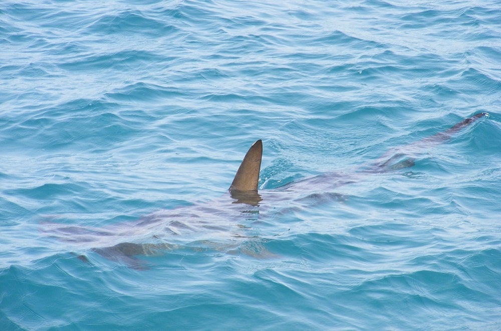 Pánico en Gran Canaria por la presencia de un tiburón que obliga a prohibir el baño Pánico en Gran Canaria por la presencia de un tiburón que obliga a prohibir el baño