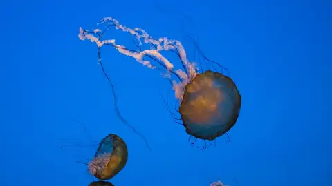 Un grupo de medusas en el mar Un grupo de medusas en el mar