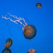 Un grupo de medusas en el mar