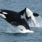 Orcas en Galicia a comenzos de año 
