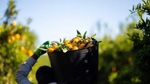 Cítricos La UNIO Cítricos La UNIO