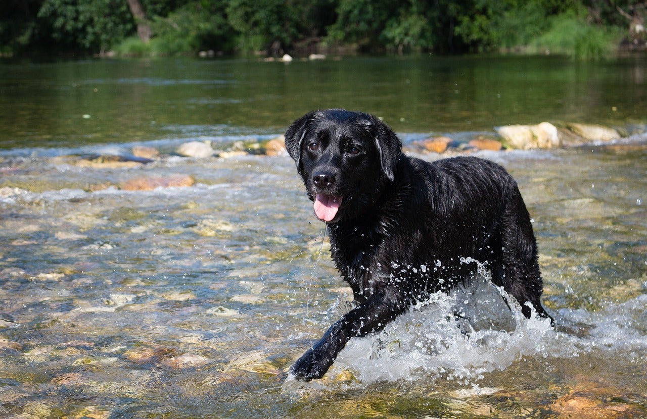 El baño de un perro en un lago o estanque puede suponer graves riesgos para su salud El baño de un perro en un lago o estanque puede suponer graves riesgos para su salud