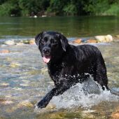 El baño de un perro en un lago o estanque puede suponer graves riesgos para su salud 