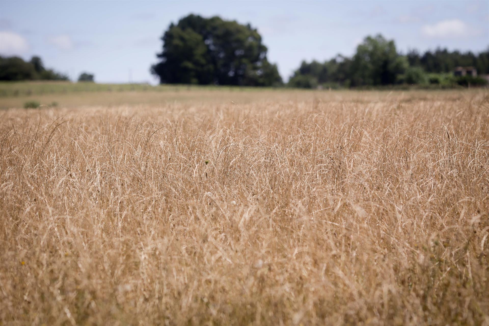 ASAJA prevé una campaña del cereal muy buena en Ciudad Real con una previsión de 800.000 tn ASAJA prevé una campaña del cereal muy buena en Ciudad Real con una previsión de 800.000 tn