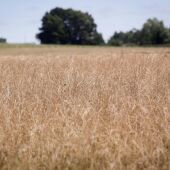 Los cerealistas de secano extremeños podrían cobrar las ayudas por la sequía entre los meses de septiembre y octubre