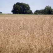 Un campo de cereal Un campo de cereal