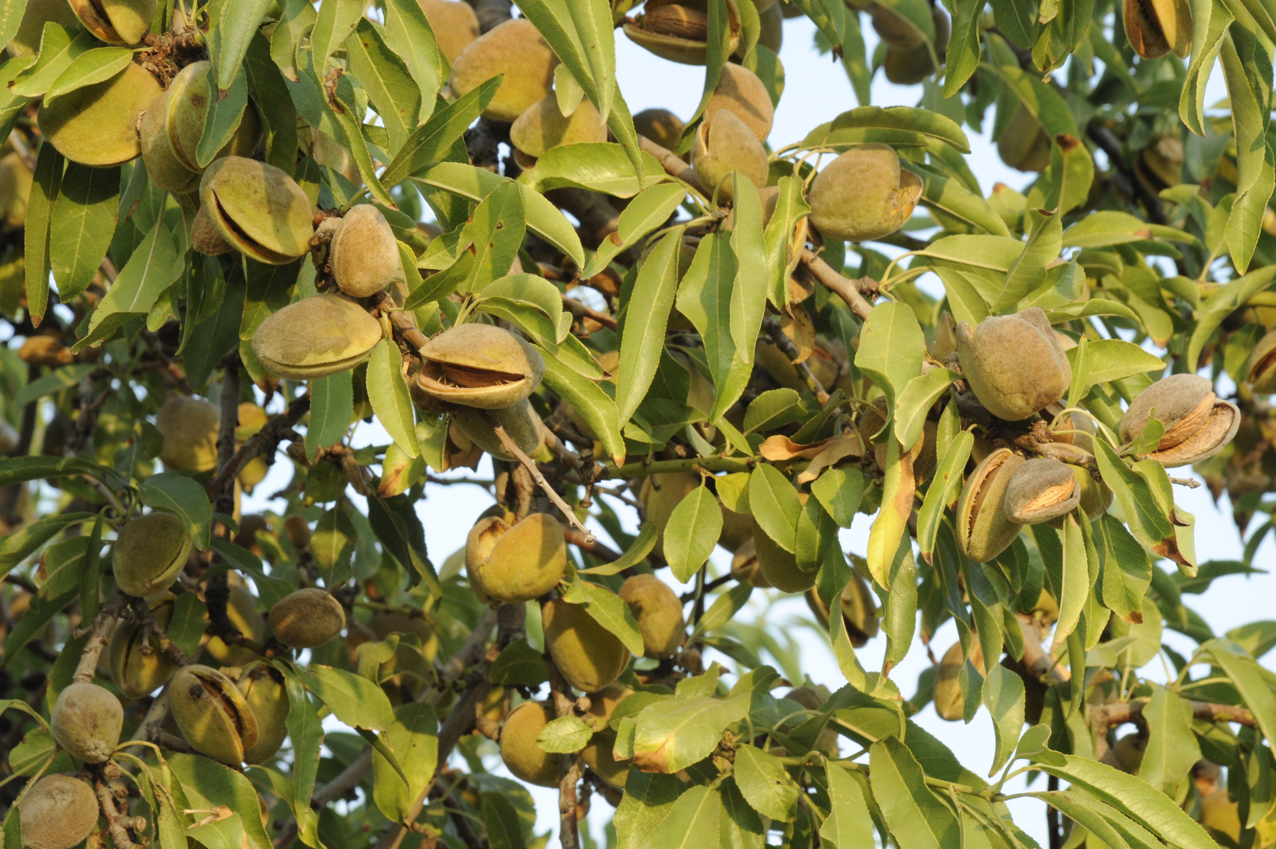 El sector agrario alicantino denuncia prácticas desleales en la campaña de la almendra El sector agrario alicantino denuncia prácticas desleales en la campaña de la almendra