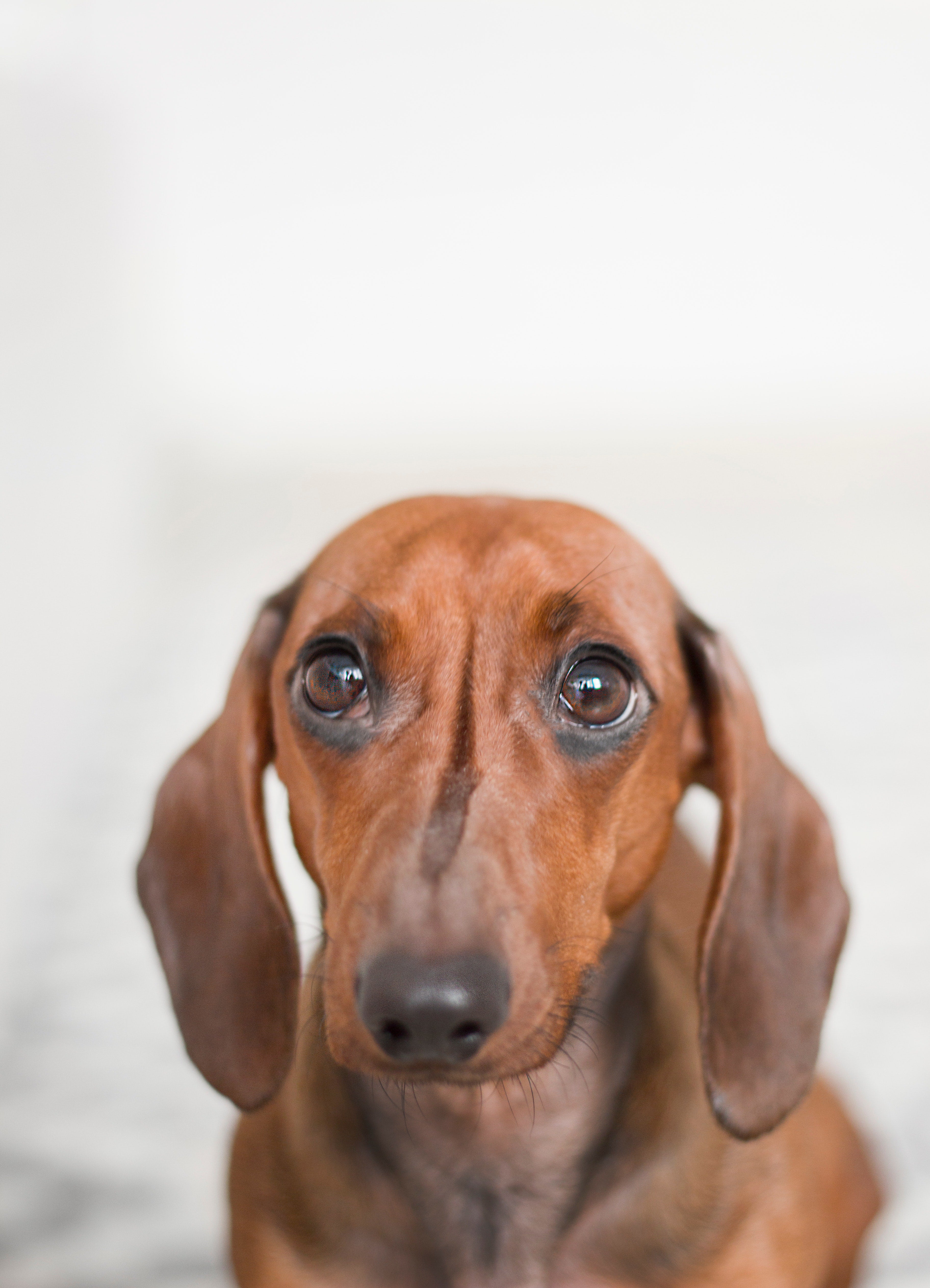 El Vistazo: Los cerebros de los perros sintonizan mejor cuando les hablan mujeres El Vistazo: Los cerebros de los perros sintonizan mejor cuando les hablan mujeres