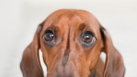 Foto En Primer Plano De Dachshund Rojo