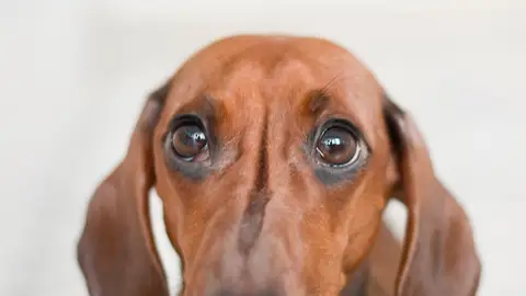 Foto En Primer Plano De Dachshund Rojo Foto En Primer Plano De Dachshund Rojo