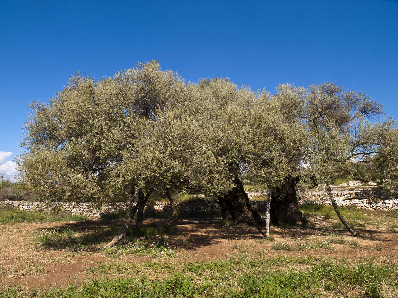 La Unió señala que estamos a las puertas de otra campaña ruinosa para los productores de aceite de la Comunitat La Unió señala que estamos a las puertas de otra campaña ruinosa para los productores de aceite de la Comunitat