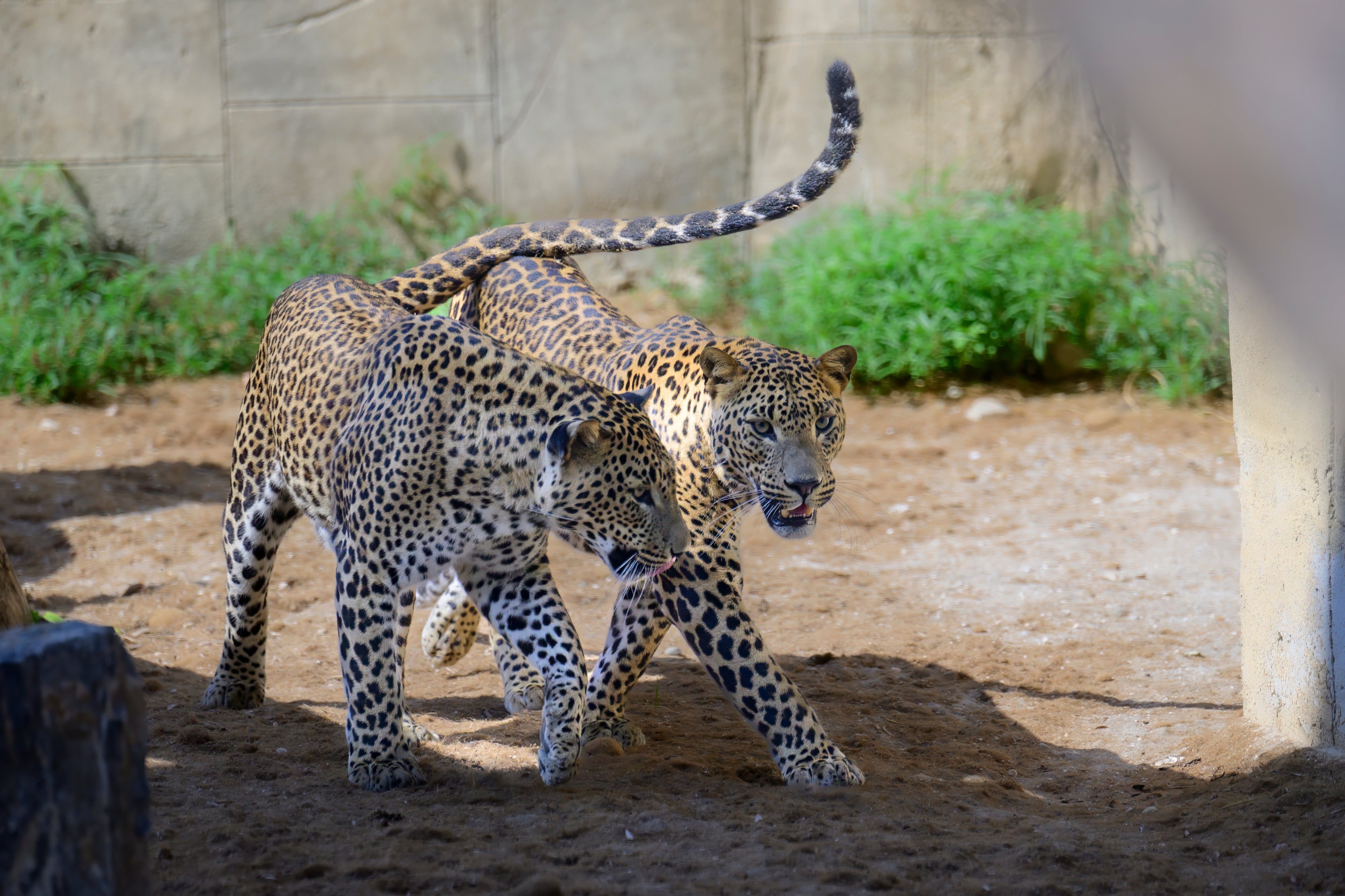Nuevos ejemplares llegan a Río Safari Elche para su conservación: un hipopótamo pigmeo y dos leopardos de Sri Lanka Nuevos ejemplares llegan a Río Safari Elche para su conservación: un hipopótamo pigmeo y dos leopardos de Sri Lanka