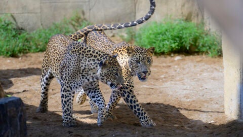 Nuevos ejemplares llegan a Río Safari Elche para su conservación; un hipopótamo pigmeo y dos leopardos de Sri Lanka