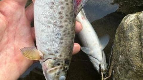 Peces muertos en el Urumea