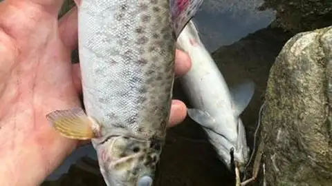 Peces muertos en el Urumea Peces muertos en el Urumea