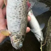 Peces muertos en el Urumea Peces muertos en el Urumea