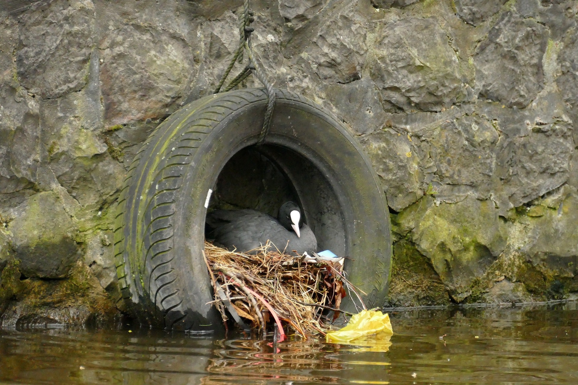Por qué los pájaros incorporan basura humana en sus nidos Por qué los pájaros incorporan basura humana en sus nidos