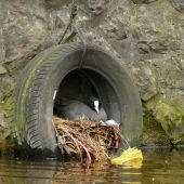 Un ave usa basura como parte de su nido