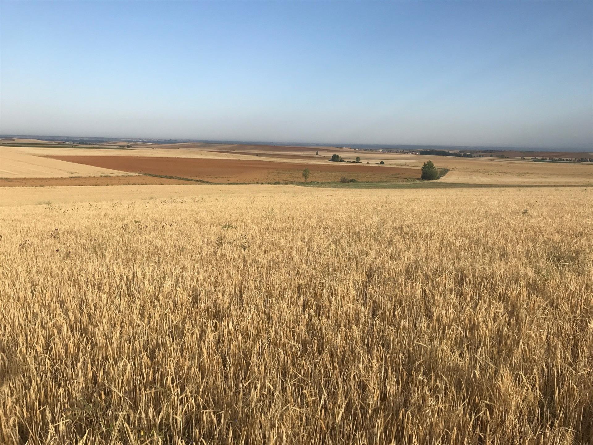 Agroseguro supera los 6,3 millones en indemnizaciones abonadas a productores extremeños de cultivos herbáceos Agroseguro supera los 6,3 millones en indemnizaciones abonadas a productores extremeños de cultivos herbáceos
