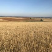 Agroseguro supera los 6,3 millones en indemnizaciones abonadas a productores extremeños de cultivos herbáceos