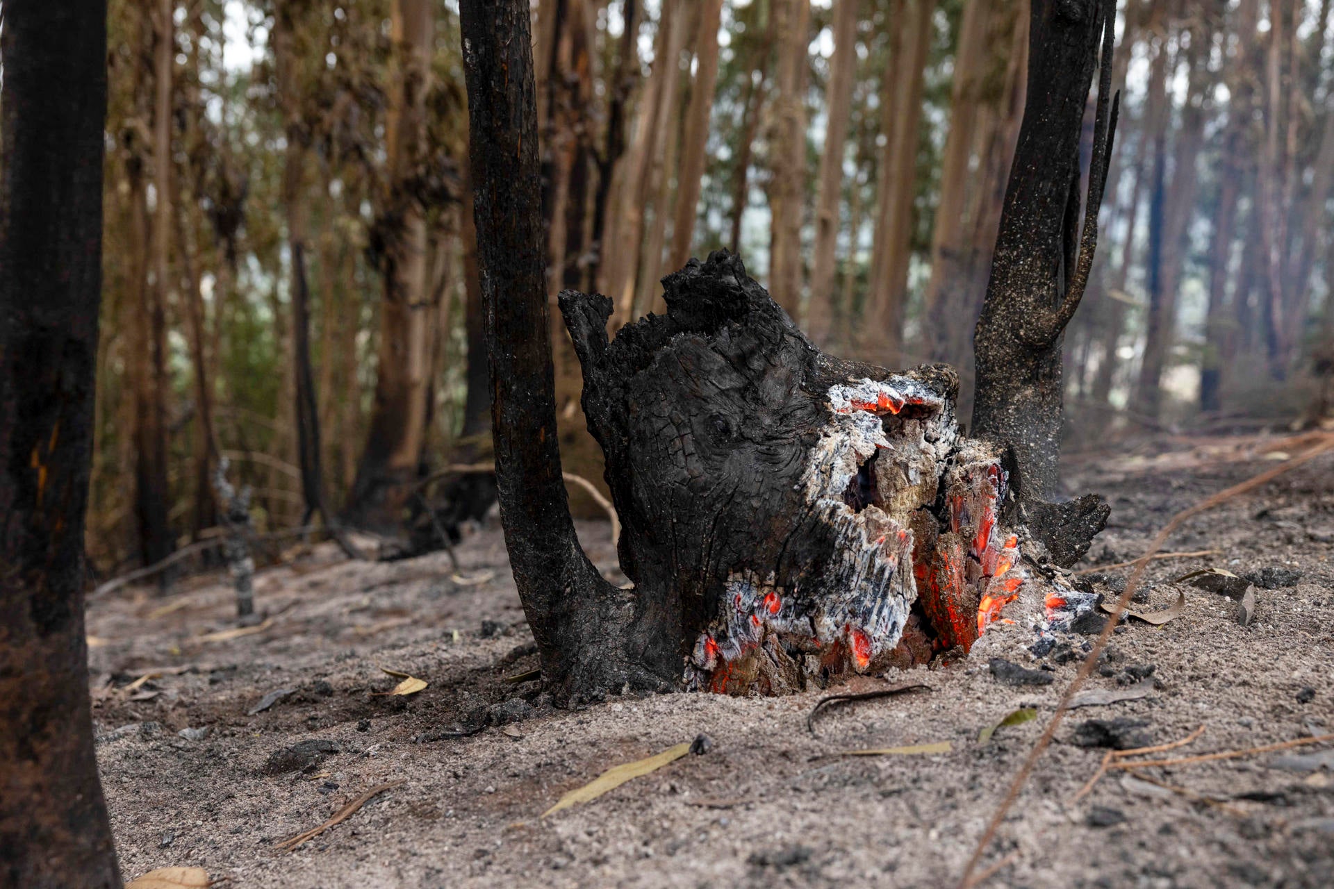 Los hidroaviones se retiran de Tenerife tras la estabilización del incendio Los hidroaviones se retiran de Tenerife tras la estabilización del incendio