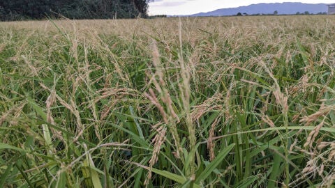 Els camps d&rsquo;arr&ograve;s del Delta han quedat malmesos despr&eacute;s de la tempesta