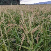 Els camps d’arròs del Delta han quedat malmesos després de la tempesta