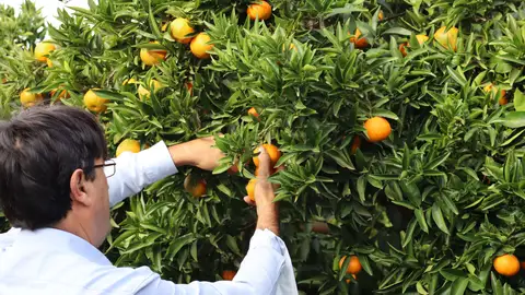 Las altas temperaturas del verano 'dañan' a la agricultura de la Vega Baja agricultores