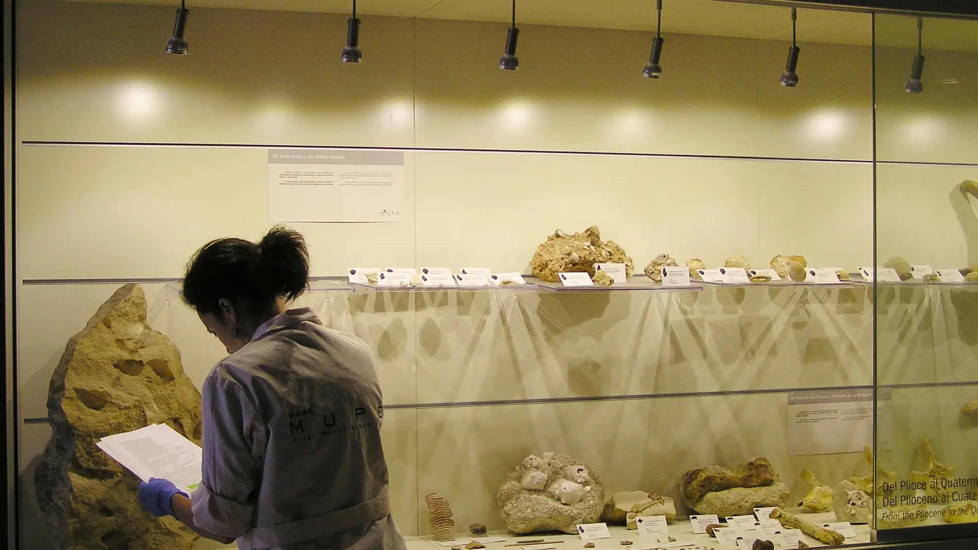 El Museo Paleontológico de Elche recibe una subvención de más de 5450 euros para la mejora de sus instalaciones.