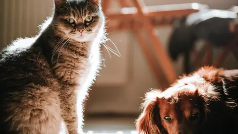 Imagen de archivo de un perro y un gato Imagen de archivo de un perro y un gato