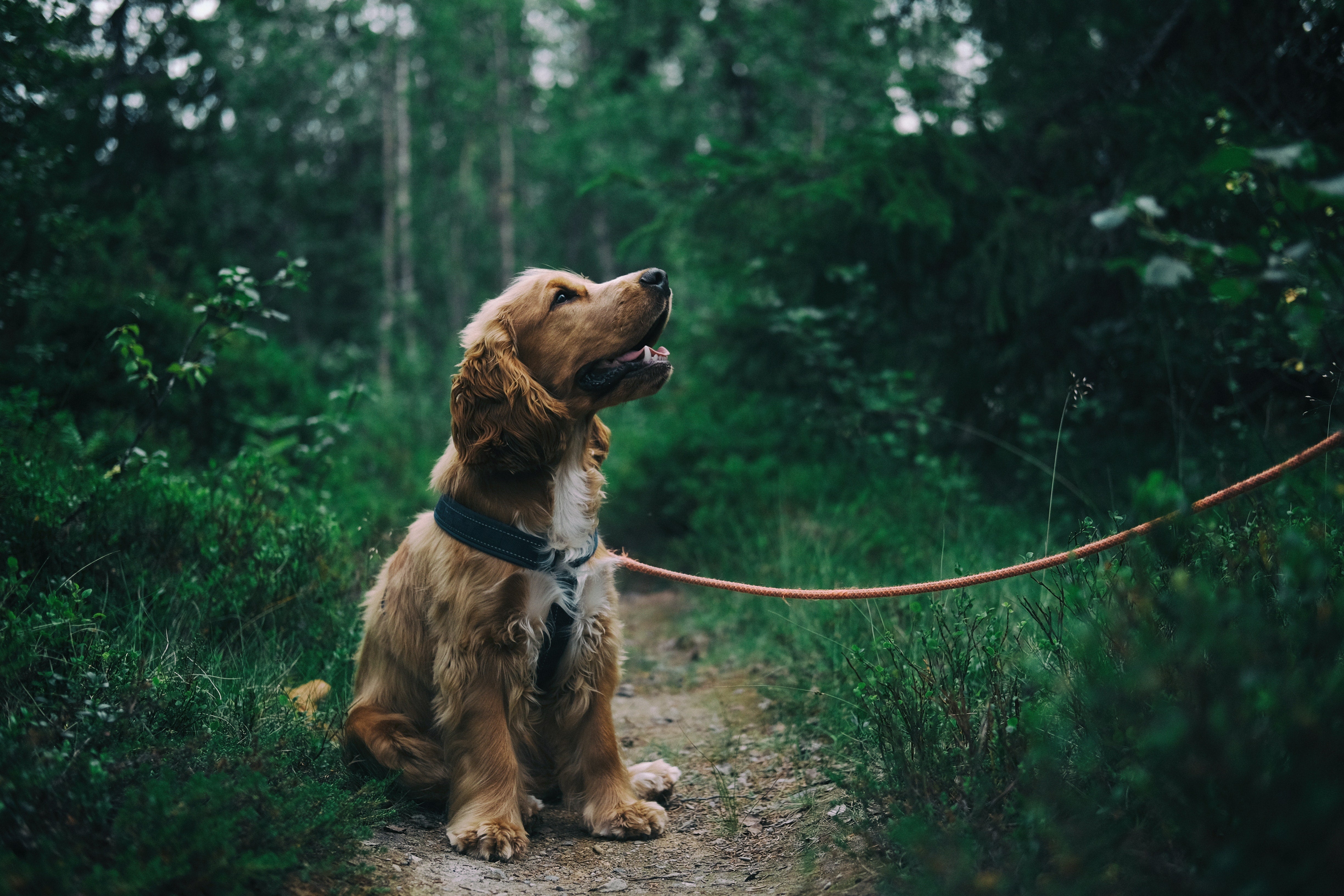 Qué personas tendrán que hacer el curso obligatorio para tener perro de la Ley animal Qué personas tendrán que hacer el curso obligatorio para tener perro de la Ley animal